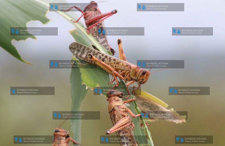 LOCUST INVASION LOCUST INVASION