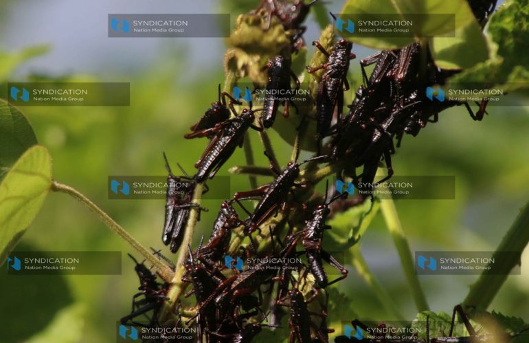 LOCUST INVASION LOCUST INVASION
